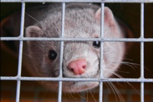 Kinijoje aptiko dar vieną infekcinių ligų židinį