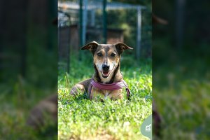 Po 7 metų ištikimybės niekam nereikalinga tapusi Nida ieško namų: įspėja – vienu atveju gali parodyti dantis