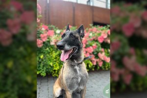 Energija ir stiprybe trykštantį šunį pririšo prie tvoros ir paliko: ieško namų, kuriuose būtų vienintelė