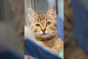 Mielo snukučio jauna katytė buvo rasta ligota ir išsekusi: po operacijos – šeimos paieškos