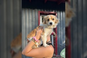 Nedidelio ūgio gražuolė laukia išrinktųjų: kad taptų idealia drauge, reiks šiek tiek padirbėti