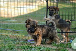 Miške išmestos sesutės tikisi surasti gerus namus: skiriasi kaip diena ir naktis