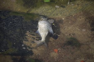 Vysloje prie Krokuvos masiškai gaišta žuvys