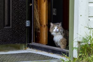 Tyrimas atskleidė, ar namuose vienos paliktos katės laukia ir ilgisi šeimininkų