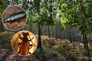 Netikėti atradimai Punios šile – aptiktos 28 iki šiol Lietuvoje nefiksuotos vabalų rūšys