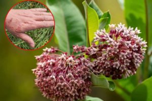 Tai pats klastingiausias augalas sode: pasirūpinkite juo, kol nepridarė žalos sveikatai