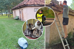 Pastogėje įstrigusius kačiukus gelbėjusiems jaunuoliams – sandėliuko šeimininkės „padėka“: iškvietė policiją