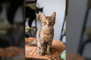 Jauna, smulki ir žaisminga katytė ieško namų: draugiška su kitomis katėmis