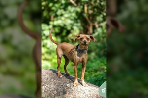 Iš pirmo žvilgsnio nuolanki kalytė – žmones dievinantis ir bučiuotis norintis velniūkštis, kuris gali užlipti ant galvos