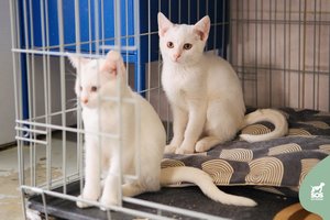 Baltutėliai mažyliai trokšta ištrūkti iš prieglaudos narvelio į švelnias rankas ir šiltus namus