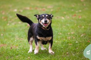 Visą savo gyvenimą prie būdos praleidusi ir vadą po vados vedusi kalytė trokšta žmonių meilės