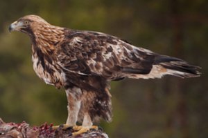 Norvegijoje nušautas kilnusis erelis, užpuolęs kelis žmones