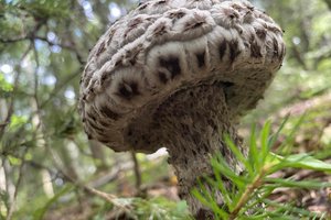 Vos antra radavietė visoje Lietuvoje: itin retą ir ypatingą grybą aptiko visai netikėtai