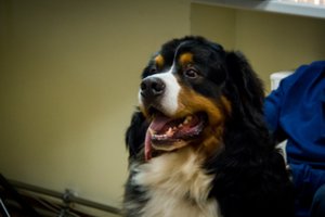 Gyvūnams, įvežamiems į ES iš Rusijos ir Baltarusijos, bus taikomi griežtesni reikalavimai