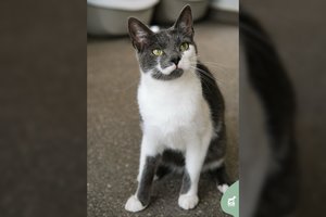 Jaunas bailiukas vos užuodęs konservukus virsta šilkiniu: ieškomi kantrūs ir suprantingi žmonės