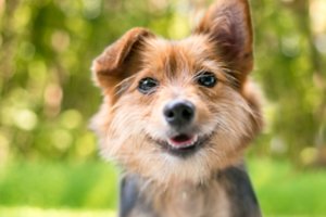 Naujas tyrimas atskleidė, ar mišrūnai yra sveikesni už grynaveislius šunis