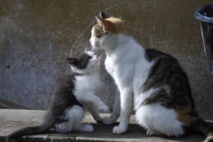 Požymiai, kurie išduoda tikrąjį katės amžių: atskleidė, kaip iš tiesų skaičiuojami metai pagal žmogaus standartus