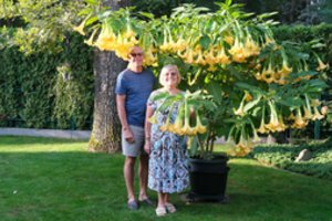 Alytiškių šeimą prižiūrima gėlė apdovanojo net 260 žiedų: kvepia visa gatvė