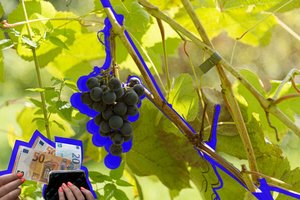 Vynuogininkai trina rankomis – skina derlių, kokių reta: netrukus Lietuva gali tapti vynuogininkystės kraštu