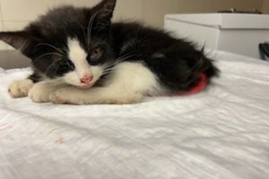 Judrioje gatvėje partrenktą katinėlį paliko laukti mirties, bet įvyko stebuklas: dabar prašo dar vieno