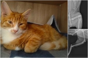 Iš 7 aukšto iškritusį jauną katinėlį gali išgelbėti tik žmonių gerumas