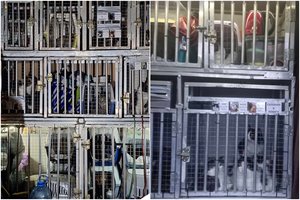 To nebuvo matę: beveik 100 kačių per Lietuvą iš Baltarusijos gabeno kokčiomis sąlygomis