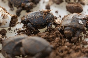 Vėl vyko „vėžliakasis“ – mažyliams grėsmę kelia net skruzdėlės