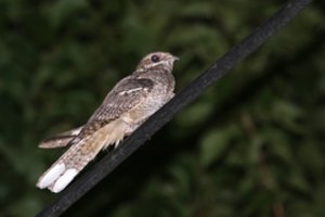 Dzūkijos kopas pamėgo unikalūs paukščiai: daugeliui jie – niekada nematyti