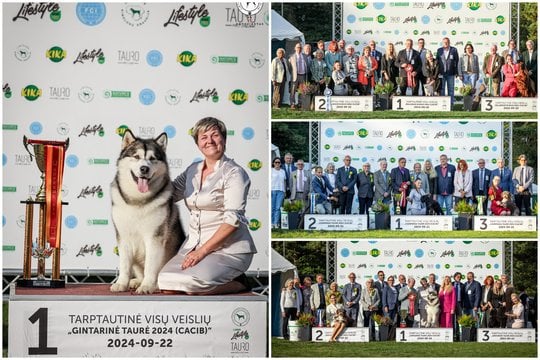  Ilgaplaukis čihuahua, cvergšnauceris ir Aliaskos malamutas – rugsėjo 20 – 22 d. Palangoje vykusių tarptautinių šunų parodų lyderiai, gražiausi šunys.