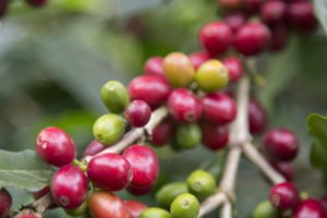 Nuo kavos pupelės iki tirpios kavos: kaip gimsta vienas populiariausių rytinių gėrimų