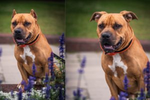 Atviras GGI laiškas Lietuvos kinologų draugijai