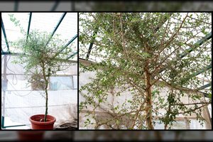 Iš tūkstančio metų senumo paslaptingos sėklos „prikeltas“ biblinis medis