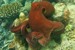 Neįtikėtina: aštuonkojai medžioja kartu su žuvimis ir muša bandančias sukčiauti