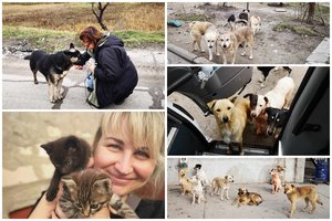 Tūkstančiai benamiais likusių šunų ir kačių Chersone laukia pagalbos: prie akcijos jungiasi žinomi Lietuvos augintiniai ir jų šeimininkai