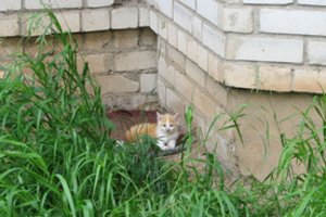 Gyvūnų prieglaudose – rekordinis beglobių kačiukų skaičius