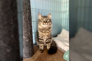 Jaunas pūstauodegis gražuolis ieško namų, kuriuose būtų nuolat glostomas ir myluojamas