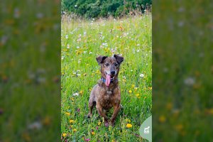 Pasivaikščiojimus dievinantis 6 m. nedidelio ūgio džentelmenas gali pakeisti jūsų gyvenimą