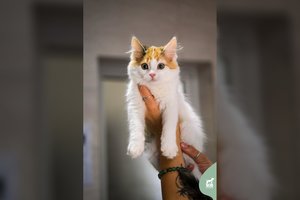 Valkataujantys katinėliai virto aikčiojimo vertais gražuoliais: švelnus murklys ir diva trokšta namų