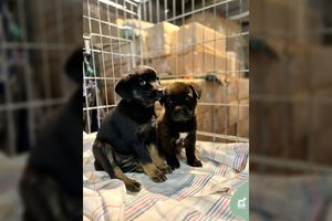 Dvi prieglaudoje atsidūrusios sesutės trokšta greičiau ištrūkti į jaukius namus