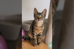 Tiriančio žvilgsnio 5-6 mėn. rainiukė laukia žmonių, pasiruošusių katiniškiems nuotykiams