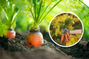 Nei anksčiau, nei vėliau: pasakė, kokiomis dienomis geriausiai sėti morkas žiemai 