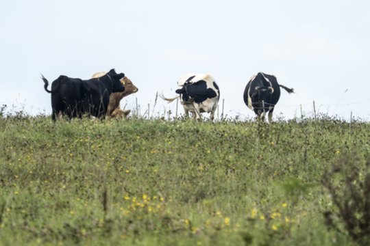 Tauragės rajone iš ganyklos pavogti telyčia ir bulius