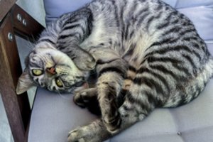 Katinas „prisikėlė iš numirusiųjų“ praėjus keturioms dienoms po kremavimo