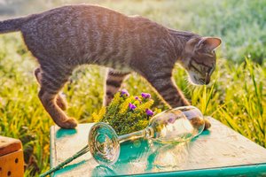 3 priežastys, kodėl katės mėto daiktus ant grindų: kai kuriais atvejais provokuoja patys žmonės