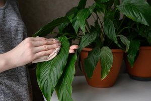 Pelėsis į namus sunkiai prasiskverbs, jei įsigysite šiuos du kambarinius augalus: jie turi ne vieną gerą savybę 