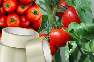 Pomidorus apklijuokite lipnia juostele: triukas, apie kurį nė nesusimąstėte, o veiksmingas iki begalybės