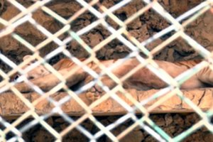 Vietnamo zoologijos soduose nuo paukščių gripo nugaišo 47 tigrai