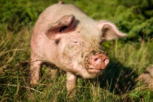 Mokslininkai: atrodo, kiaulių prijaukinimas senovėje gamtai lėmė pragaištingas pasekmes