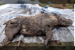 Mokslininkai tiria iš ledo ištrauktą 32 000 metų senumo Sibiro radinį