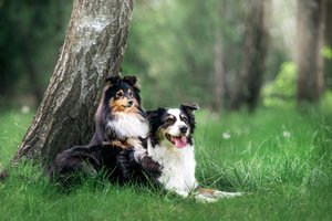 Vingio parke rinksis gyvūnų mylėtojai: rengia įsimintiną šventę